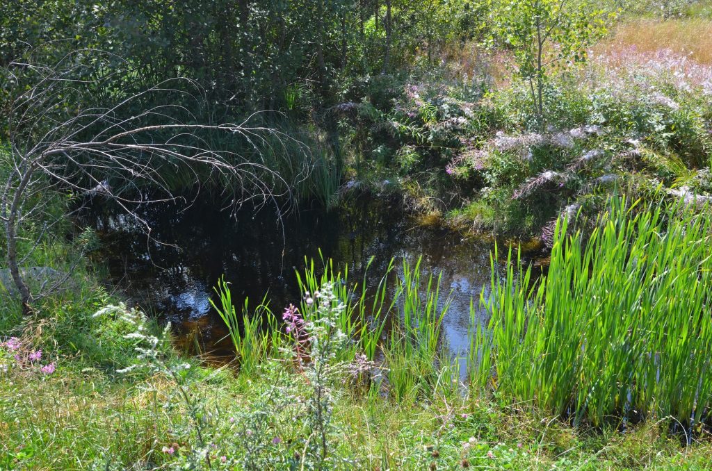Immergersi nell'oasi naturale di Pian di Gembro è un'esperienza rigenerante!