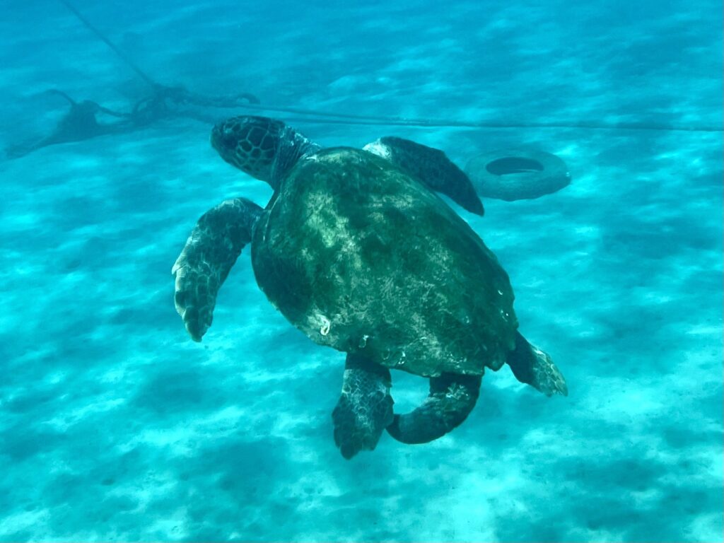 Nuotare con le tartarughe marine è un'esperienza davvero unica!